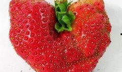 最新爆料草莓图片,最新爆料图片揭秘诱人果实风采